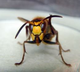 Wespenstich-gefährlich